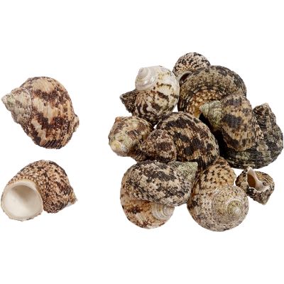 Turbo Bruneus Shells Bag 1-2" 1 Gallon