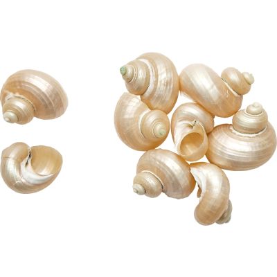 20 Turbo Brunnes Pearled Seashells 1.25-1.75" (Set of 20)