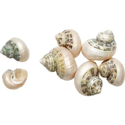 25 Turbo Brunnes Banded Seashells 1.25-1.75" (Set of 25)