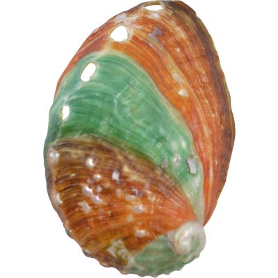 6 Russina Abalone Seashells 2.5-3" (Set of 6)