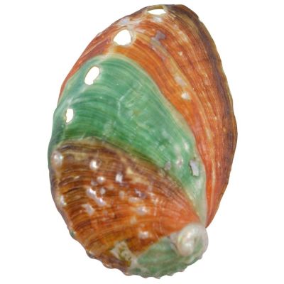 5 Russian Abalone Shells 3.5-4" (Set of 5)
