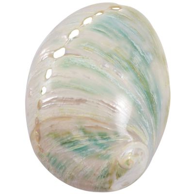 5 Laevigata Abalone Polished 3-4" (Set of 5)