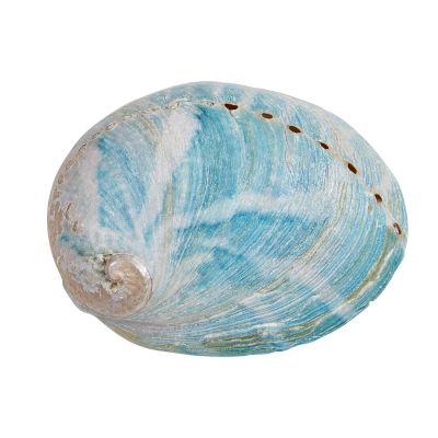 4 Greenlip Abalone 3.25-4" (Set of 4)