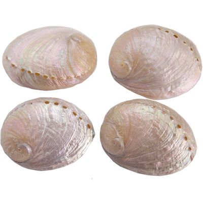 4 Greenlip Abalone Pearled 3.25-4" (Set of 4)