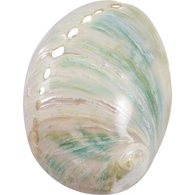 Abalone Leaviagata Polished Seashell 5"