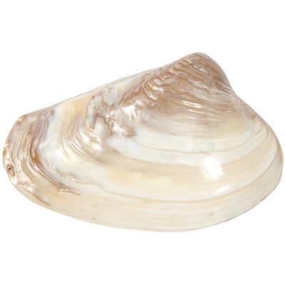 Pink Mussel Shell 8" and up