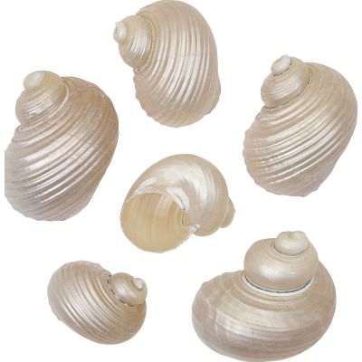 12 Pearled Turbo Setosus 1-2" (Set of 12)