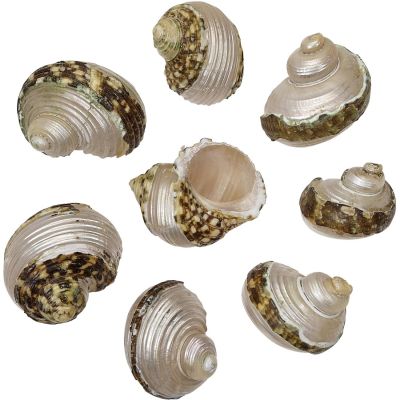 10 Banded Turbo Setosus 1-2" (Set 10)