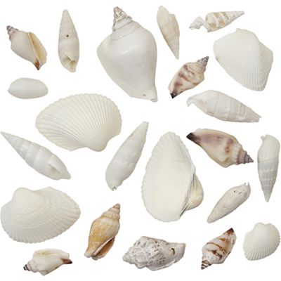 Assorted Shell Mix Pure White 1 Gallon (appx.350 pc)