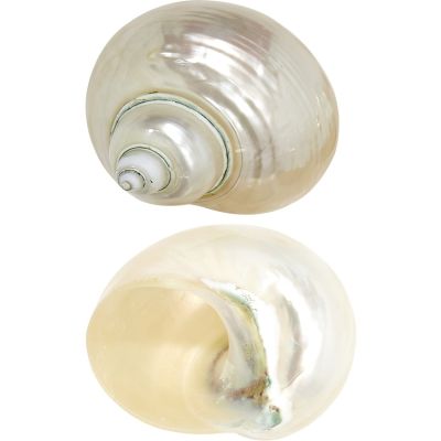 Jade Turbo Pearled Seashell 3-3.5"