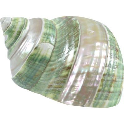 Jade Turbo Banded Seashell 4" and up