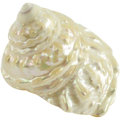 Wavy Top Astraea Undosa) Pearled Shell 3.5-4"