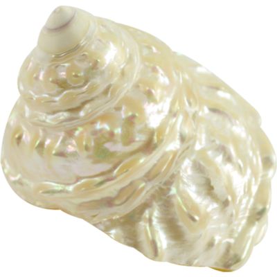Pearled Wavey Top Seashell 3-3.5"