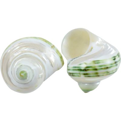 15 Green Turbo Pearled Banded Shells 2" and up (Set of 15)