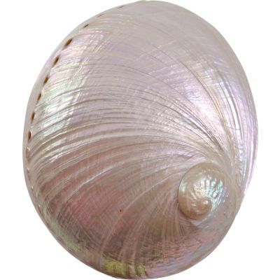 Pearled Abalone Shell 5-6"