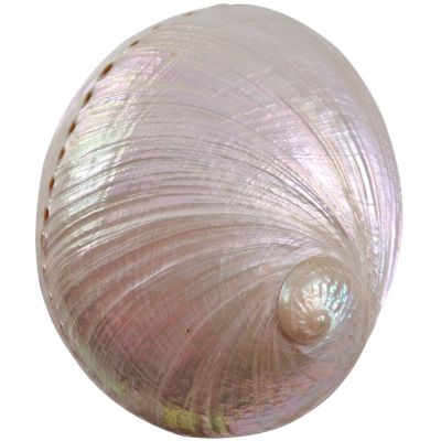 Abalone Pearled Shell 6" and up