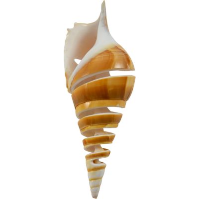 10 Tibia Spiral Cut Decorative Shells 4-5" (Set of 10)