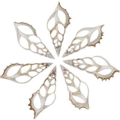 12 White Tibia Center Cut Craft Shells 3.75-4" (Set of 12)