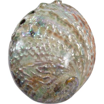 Abalone Corrugata Polished Shell 5.5-6"