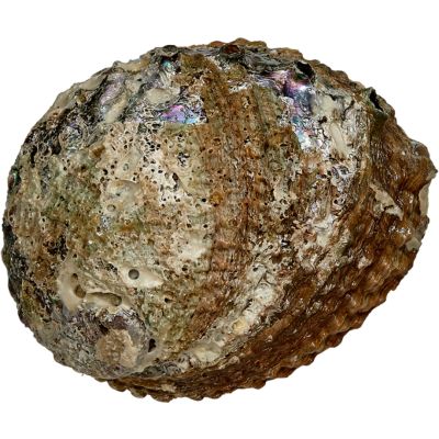 Abalone Corrugata Shell 6" and up