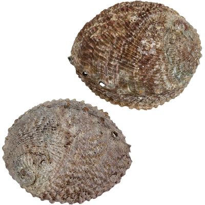 Pink Abalone Shell 5-6"