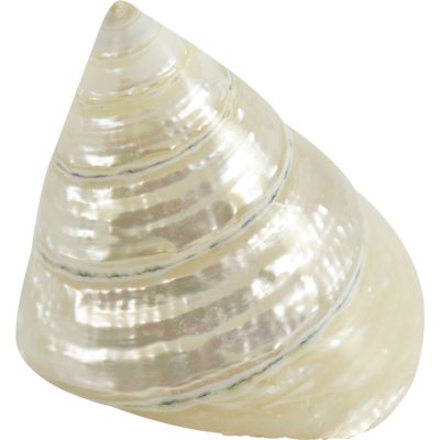 10 Trochus Polished Shells 1.5-2" (Set of 10)