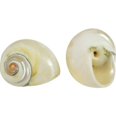 15 Snail Polished Shells 1" (Set of 15)