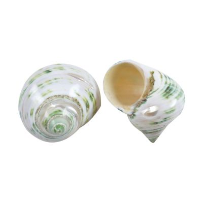 12 Green Turbo Polished 1.5"-1.75" (Set of 12)