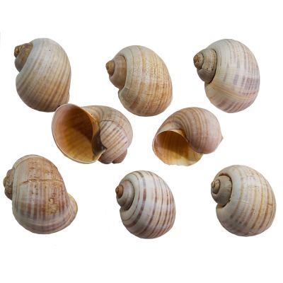 12 Golden Apple Snail Shells 2-3" (Set of 12)