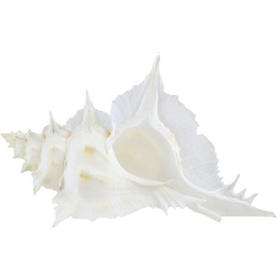 Alabaster Murex Decorative Shell 5-6"