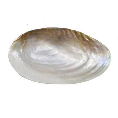 Pearled Clam Plate with Pearled Turbo Legs 7-8" 