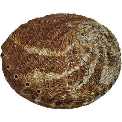 Abalone Red Seashell 4" and up