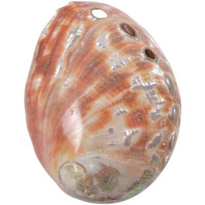 Abalone Red Polished Shell 5.25"-6"