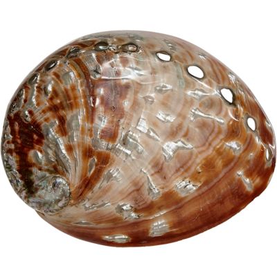 Abalone Red Polished Shell 6.25" and Up