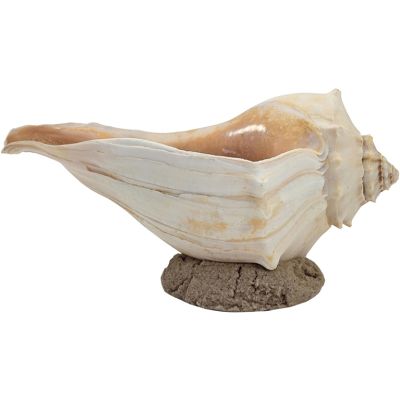 Whelk Shell on Base 7-10"