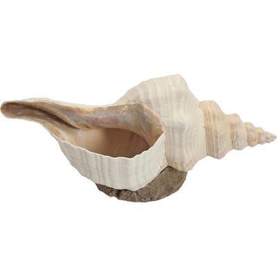 Horse Conch Large Decorative Seashell on Base 10-14"