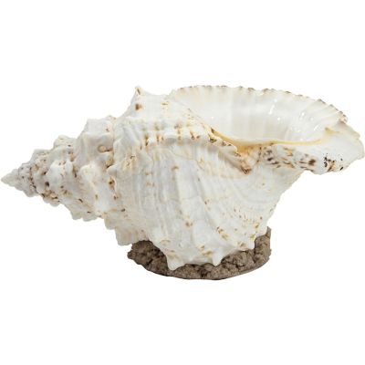 Giant Frog Shell on Base 7-10"