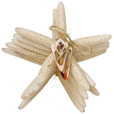Six White Finger Starfish with Cut Shells Bundle 4-6" (Set of 6)