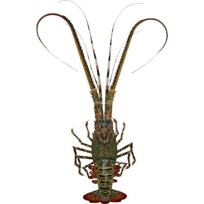 Painted Bamboo Lobster Small 15"