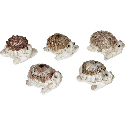 3 Turtle Umbonium Shells Novelty (Set of 3)