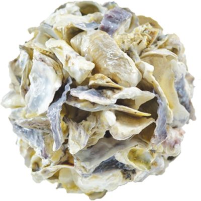 Oyster Shell Orb 8"