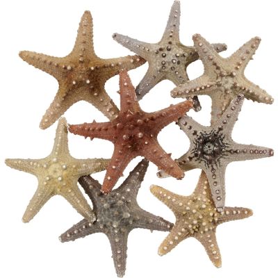 8 Longspine Starfish 4-6" (Set of 8)