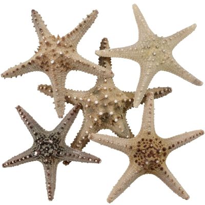 6 Longspine Starfish 6-8" (Set of 6)