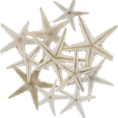 100 Mini Starfish 1-2" (Set of 100)