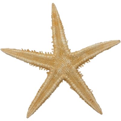 72 Natural Mini Starfish 2-3" (Set of 72)
