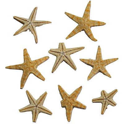 100 Baby Flat Starfish .75-1.5" (Set of 100)