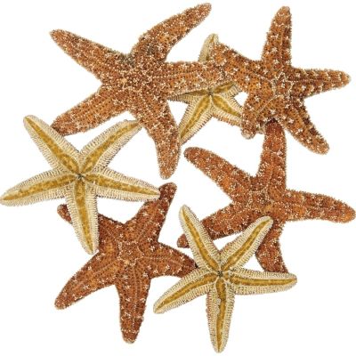 4 Sugar Starfish 2-4" (Set of 4)