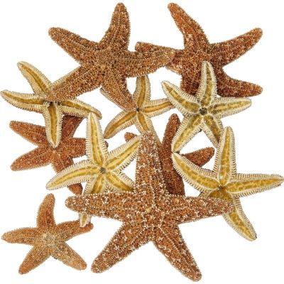 6 Sugar Starfish 1-2" (Set of 6)