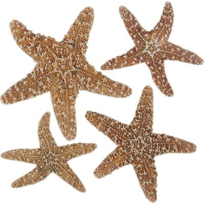 3 Sugar Starfish 4-6" (Set of 3)