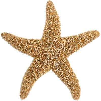 2 Sugar Starfish 6-8" (Set of 2)